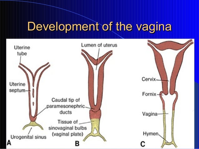 development of the vagina M3 smg tranny fluid